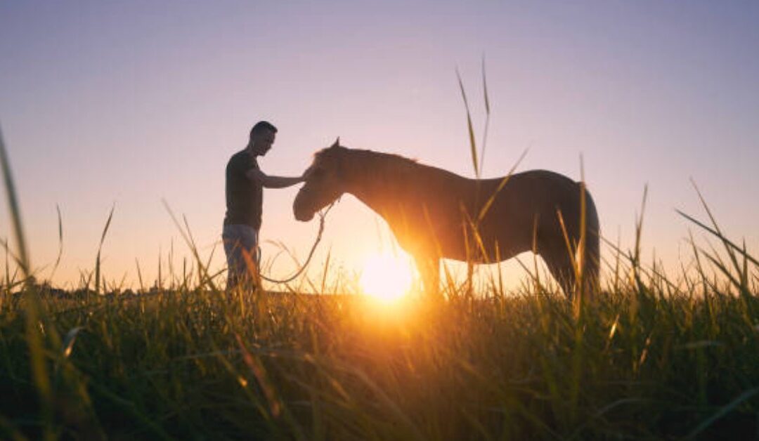 Equine Therapy for Depression Management