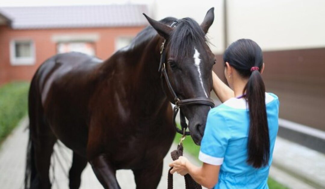 Equine Therapy for Mental Health Improvement