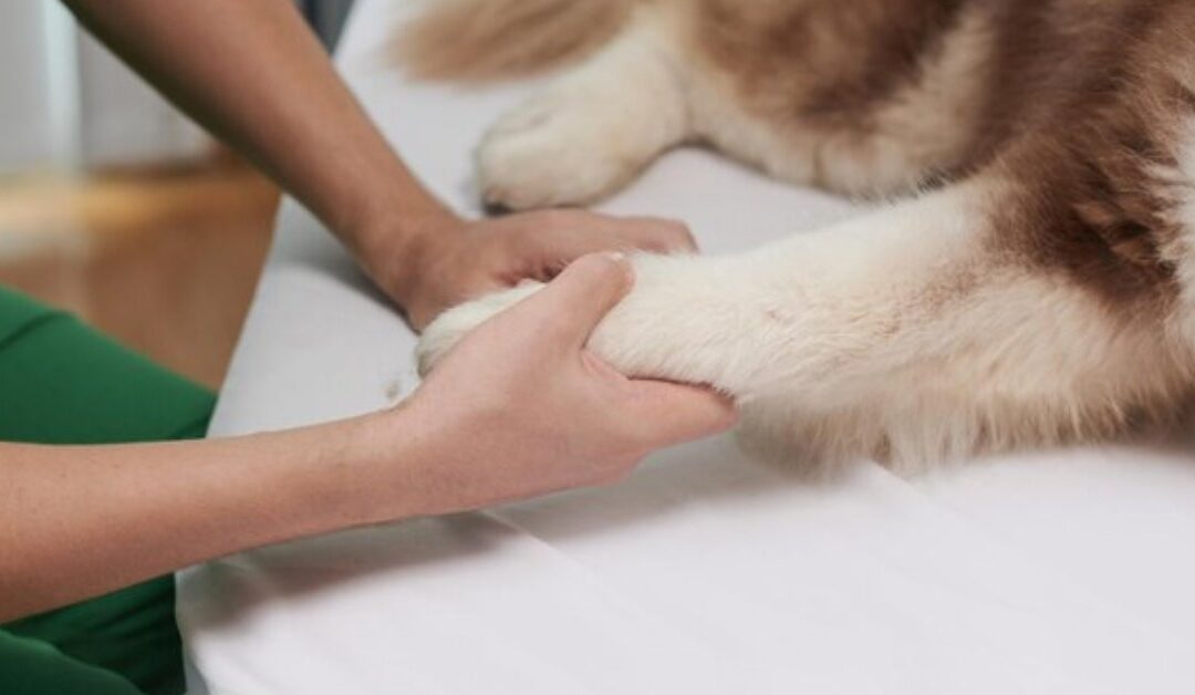 Pet Therapy in Mental Health Treatment